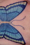 Butterfly 手甲